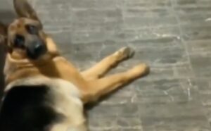 Čik ga zezni! Ovaj pas dobro zna ima li njegov vlasnik poslasticu u ruci ili se šali VIDEO
