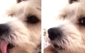 Hit društvenih mreža! Urnebesna reakcija psa kada je čuo vlasnicu da kašlje VIDEO