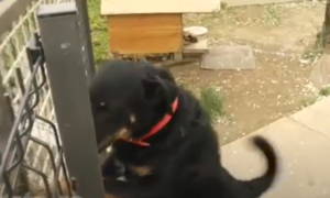 Neobična družina uljepšava dan! Pas otvara vrata, svinja sama sebi sprema jelo VIDEO