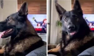 Pogledajte kako penzionisani policijski pas reaguje na riječ kokain VIDEO