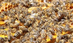 Imao više od 100 ujeda: Pčele napale muškarca, a onda i ljekare Hitne pomoći