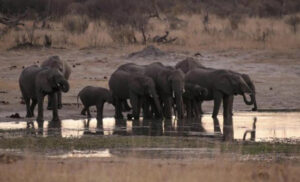 Stravična smrt! Krdo slonova “presudilo” lovokradici, njegovi saučesnici krenuli da bježe VIDEO