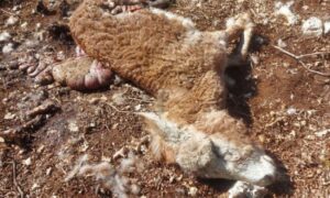 Vukovi napali stado magaraca: Uznemirujući prizor na porodičnom imanju