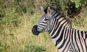Istraživanje pokazalo: Evo od čega zebru štite crno-bijele pruge