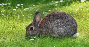 ZOO vrt za maženje! Zatvorenici se oslobađaju stresa igranjem sa zečevima i glodarima