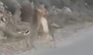 Urnebesna scena: Zečevi se potukli nasred ulice VIDEO