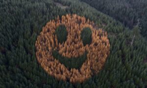 Smajlić u krošnjama drveća: Pogledajte kako izgleda “nasmijana” šuma u Oregonu VIDEO