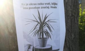 Priča dobila “hepiend”: Banjalučanin ponovo ima svoju biljku od posebnog značaja – Pamelu