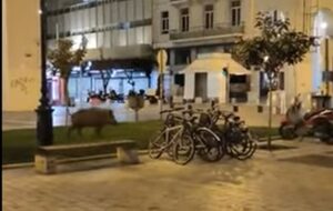 Divlja svinja u šetnji centrom grada VIDEO