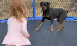 Simpatični dvojac osvaja: Neodoljiva igra djevojčice i psa na trampolini VIDEO