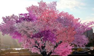 Eksplozija boja tokom proljeća: Pogledajte drvo koje rađa 40 vrsta voća VIDEO