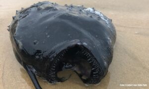 “Vanzemaljac” na plaži: Misteriozno stvorenje uplašilo prolaznike FOTO