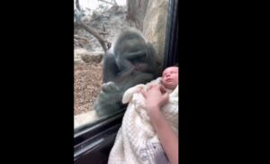 Bura neobičnih emocija! Gorila majci s bebom u zoo vrtu dovela svoju da je upozna