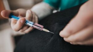 Rusija počela vakcinaciju životinja protiv virusa korona
