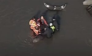 Nije mogao naću put nazad u more: Spasen mladi kit koji je zalutao u Temzu VIDEO
