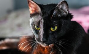 Dnevna doza humora: Crna mačka i miš