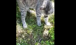 Snimak iz BiH: Pogledajte borbu mačke sa poskokom VIDEO