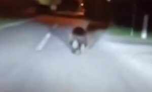 Neprijatna situacija! U samo nekoliko dana – medvjed drugi put na ulicama Banjaluke VIDEO