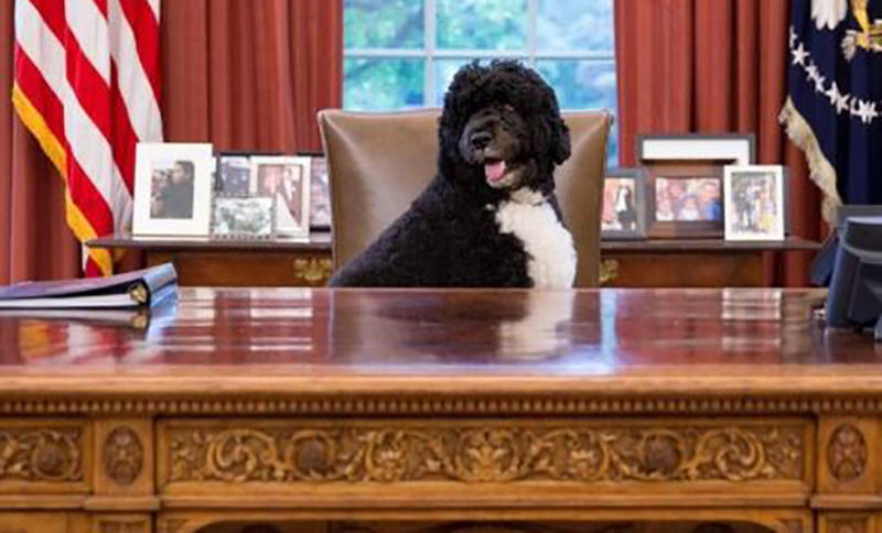 Porodica Obama izgubila vjernog prijatelja: Preminuo pas bivšeg predsjednika Amerike