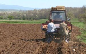 Povrtari očekuju bolju situaciju: Krompirom zasijane veće površine u BiH