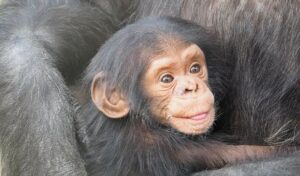 Naučnici otkrili fascinantne sličnosti šimpanzi i ljudi