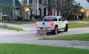 Ovo se ne viđa svaki dan: Tigar mu pobjegao iz kuće, komšije u šoku VIDEO