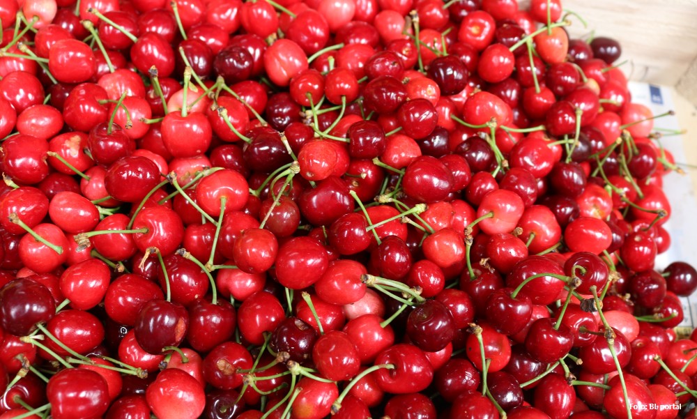 Voćari zadovoljno trljaju ruke: Rod trešnje odličan, ali i cijena