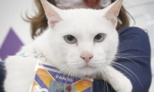 Najveća zvijezda Evropskog prvenstva: Mačak Ahilej u centru pažnje