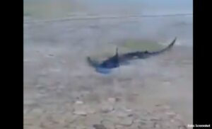 Nesvakidašnji prizor: Morski pas dug dva metra u plićaku na Korčuli VIDEO
