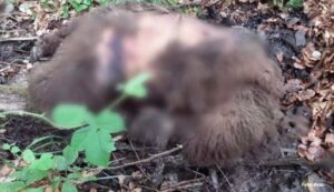 Stravičan prizor: Krivolovci ubili medvjedicu i mečiće koji su zaštićena vrsta