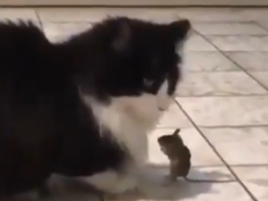 Miš pokazao mačkama ko je “gazda” u kući! Tom i Džeri u stvarnom životu VIDEO