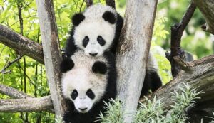 Ugrožena vrsta bogatija za dva člana: Rođenje pandi obradovalo zoološki vrt i vladu VIDEO