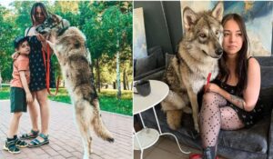 Ruskinja udomila vuka: “Umiljati” ljubimac član porodice