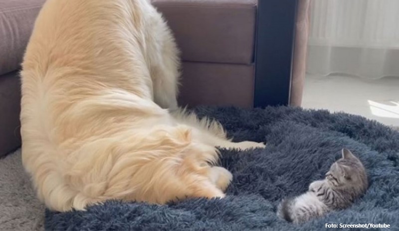 Hit na internetu: Pogledajte kako je reagovao retriver kada je vidio mače u svom krevetu VIDEO