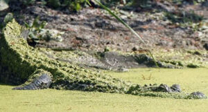 Incident u parku prirode: Djeca zlostavljala aligatora, morali ga uspavati zbog brutalnih povreda