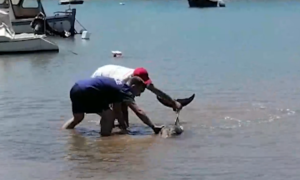 Prelijepim gestom spašen delfin: Mladići pokazali plemenitost VIDEO