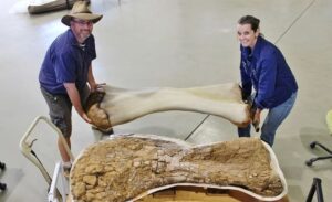 Otkrivena nova vrsta dinosaurusa u Australiji: Bio je veliki kao košarkaški teren