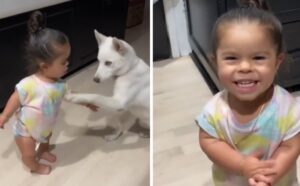 Pažljivo sluša naredbe! Trogodišnja djevojčica naučila svog psa trikovima VIDEO