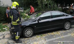 Uklonjeno oboreno stablo sa ulice: Potrebno izraditi katastar zelenih površina