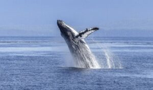 Lovca na jastoge progutao grbavi kit, pa ispljunuo