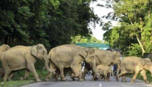 Kina: Krdo slonova tumara gradovima VIDEO