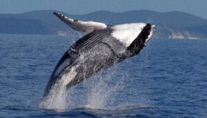 Nevjerovatno! U utrobi mrtvog kita pronašli bogatstvo vrijedno 1,5 miliona dolara