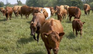 Stočari u nevjerici: Grom usmrtio dvije krave i bika VIDEO