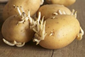 Uz pomoć jedne voćke spriječite klijanje krompira