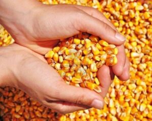 Nesvakidašnja krađa: Lopovi ukrali više od tonu kukuruza