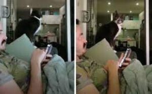 Simpatičan trik! Naučila mačke da je vrijeme za jelo tek kada se oglasi alarm VIDEO