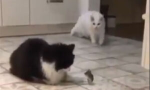 Hit, hit… Vlasnik snimio mačke s mišem pa odlučio da ih proda jer su “beskorisne” VIDEO