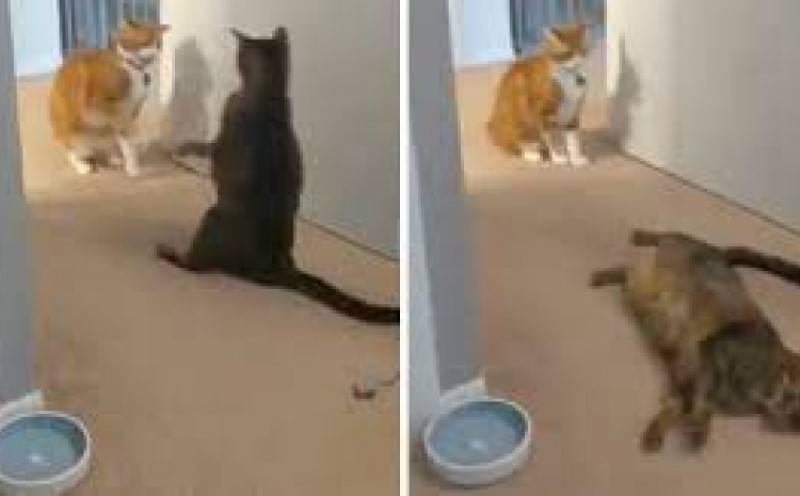 Teško je povjerovati, ali snimak je dokaz: Ovo je hit – mačka nokautirala drugu mačku