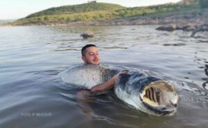 Borili se 90 minuta: Marko ulovio soma od 60 kilograma