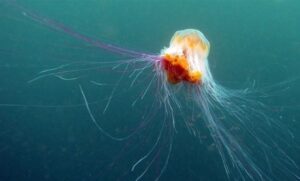 Kupanje može, ali uz oprez! U Jadranu uočena mala, ali opaka meduza mjesečina